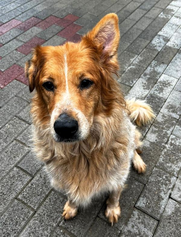 Lana Bellissima Pastore Tedesco